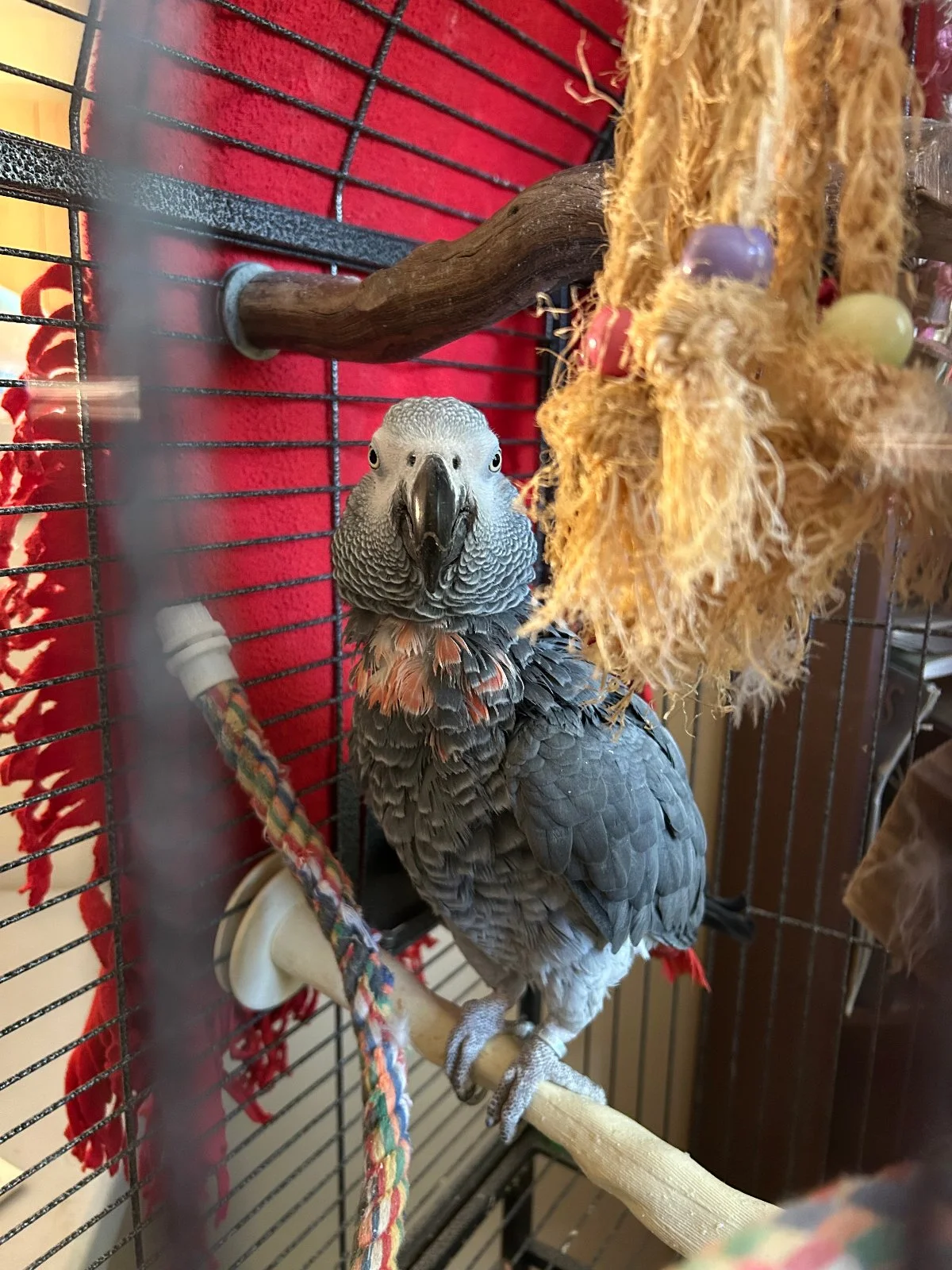 Yvons in cage_Oct 24_2025.webp