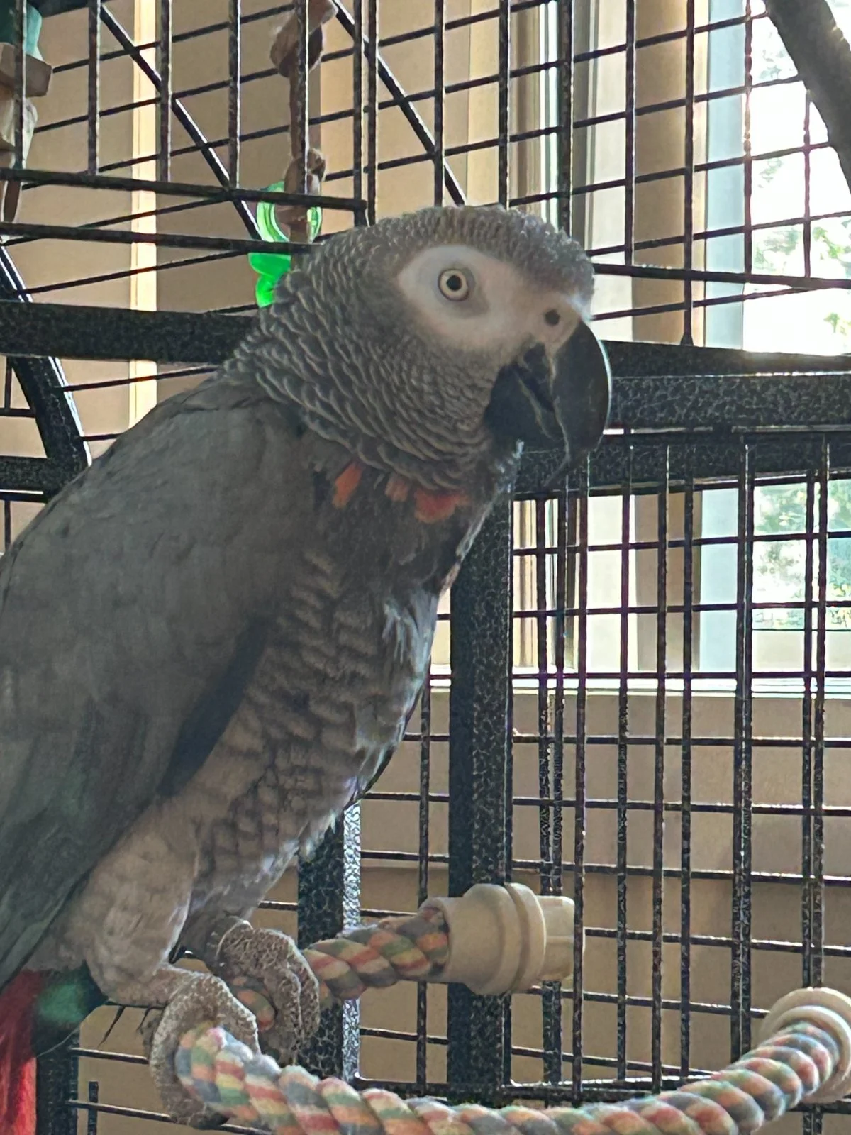 Yvons outside cage_day 2 exploring.webp