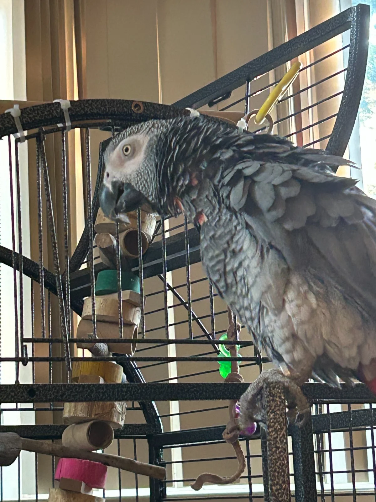 Yvons outside cage_day 2 exploring_2025 june 16.webp