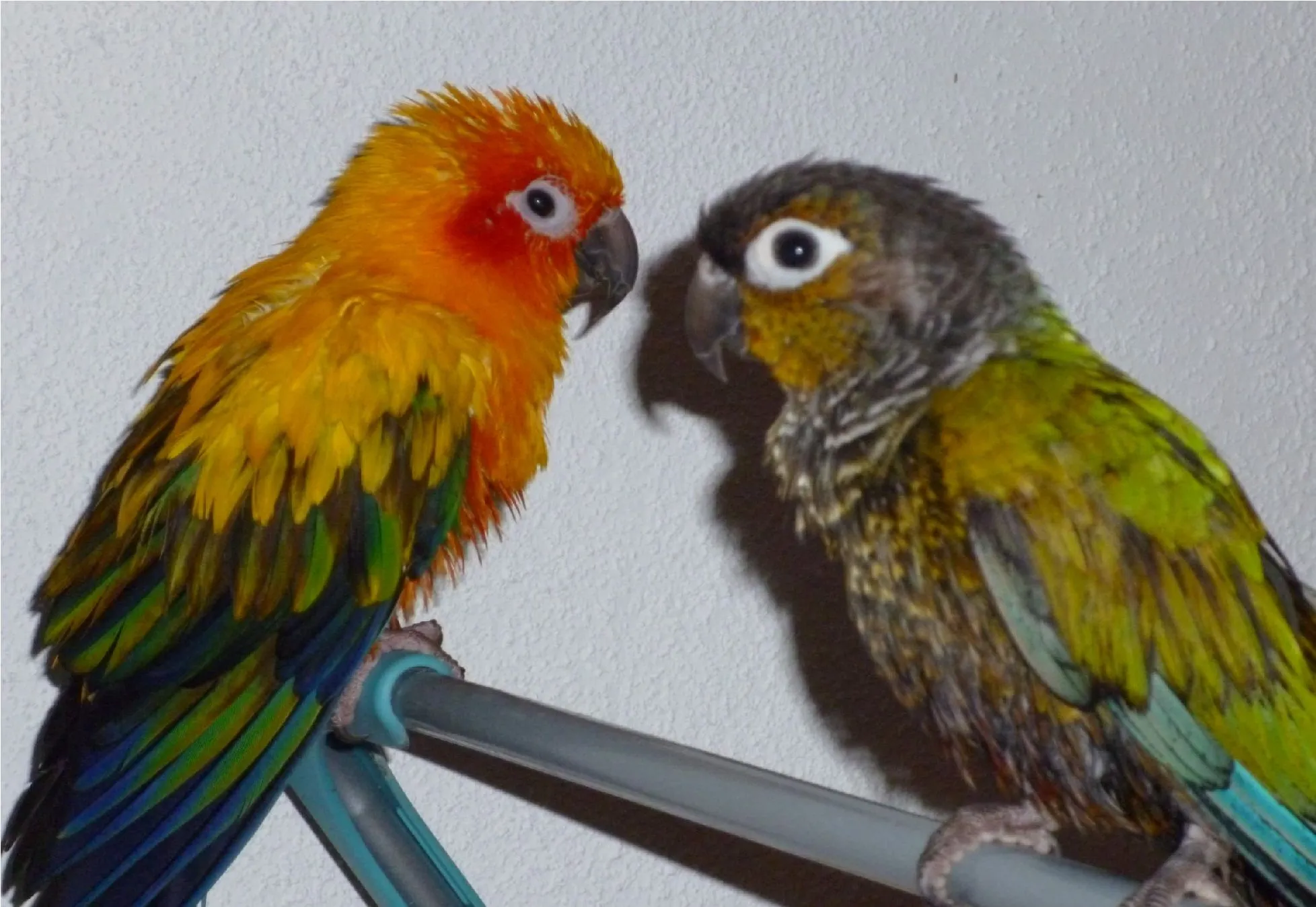 Zak And Jade