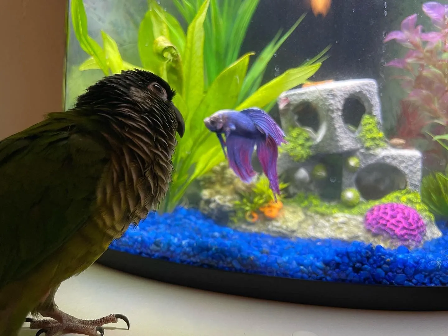 Zazu and the fish (Bailey)