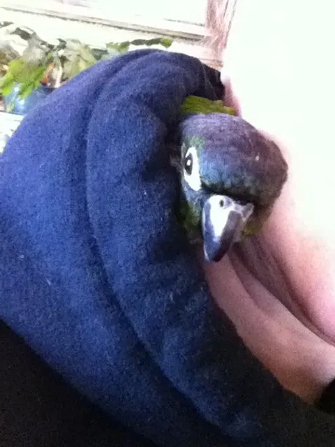 Zazu