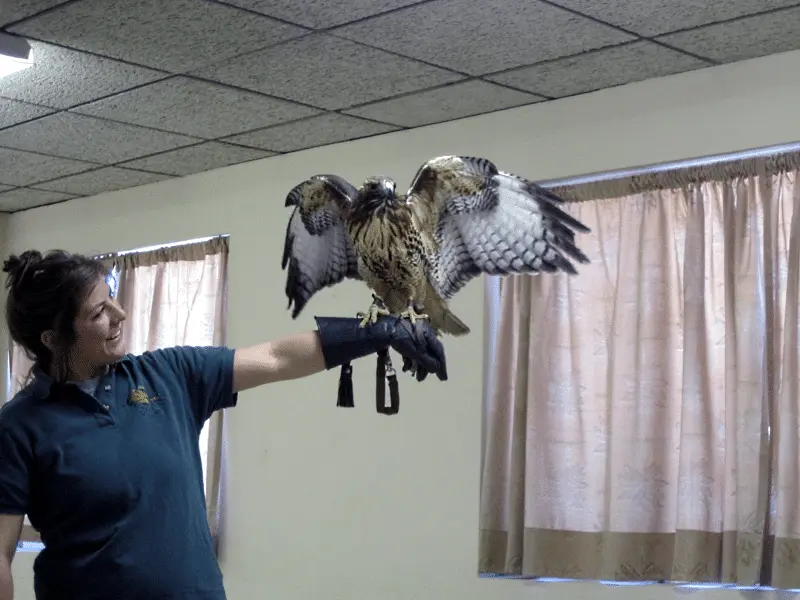 Zechariah - Red Tailed Hawk