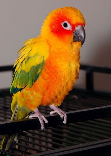 fluffy.jpg