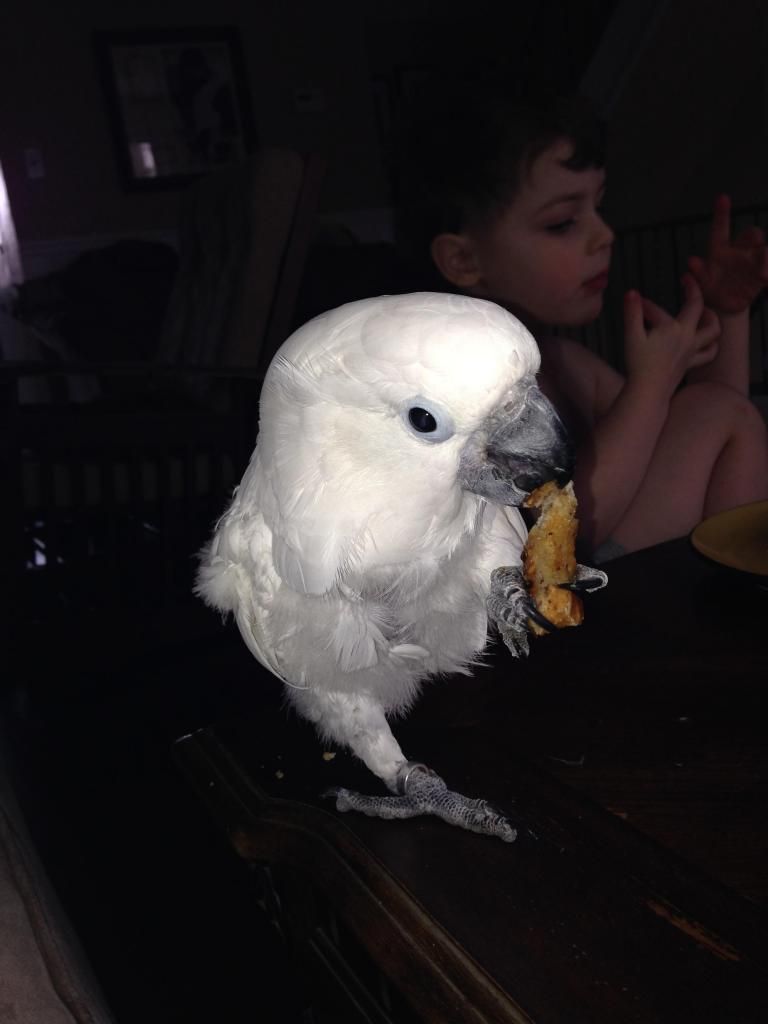 image16_zpse8a502b3.jpeg