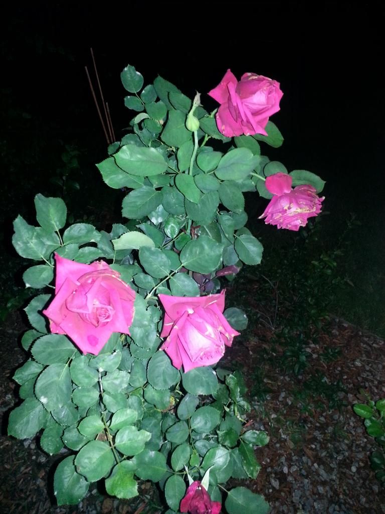 20140609_205648_zpskj2vbmqx.jpg