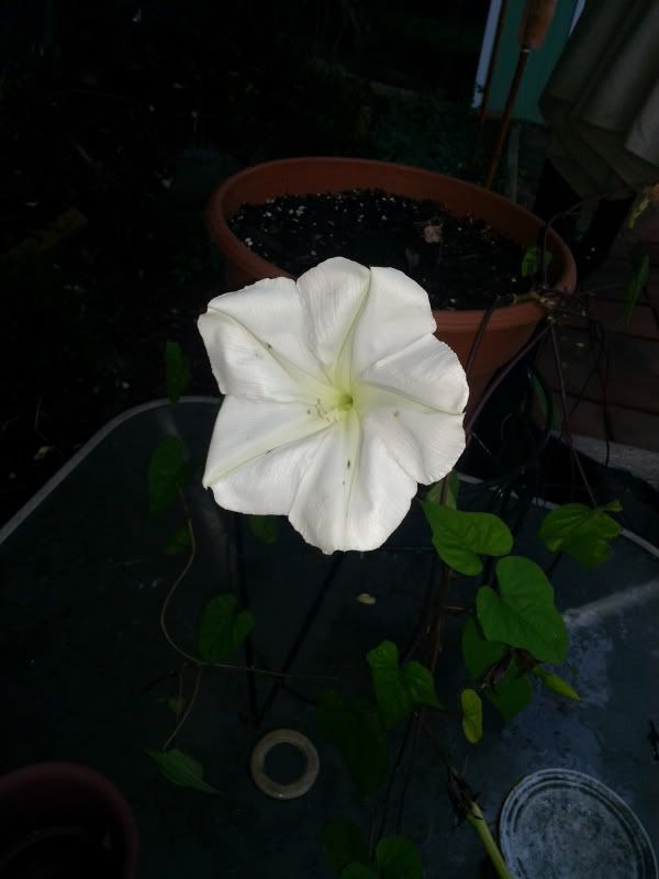 20130824_183755_zps4ef40a92.jpg