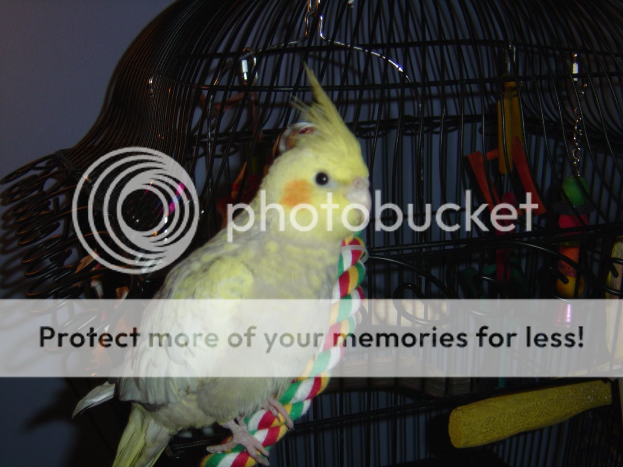 DSC01541_zps68156d48.jpg