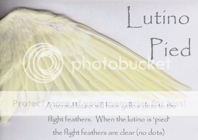 Lutino-pied-wing.jpg