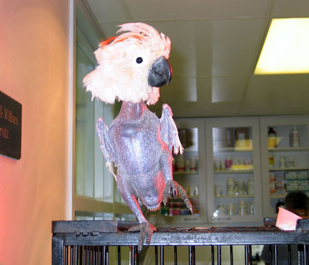 nakedbird.jpg