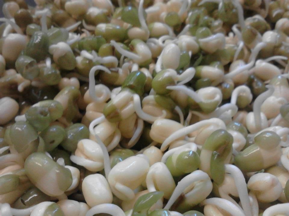 mungbeansprouts.jpg