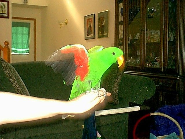 Joaquincalltoheaven_zps84d06d12.jpg