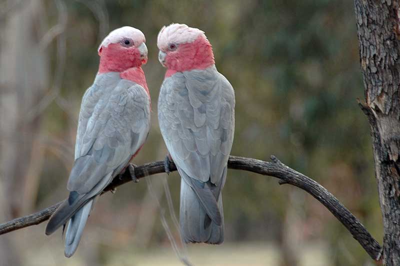 Galah_pair.jpg