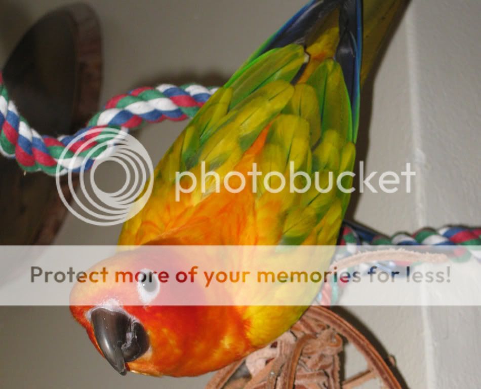 Skittles-PS0504.jpg