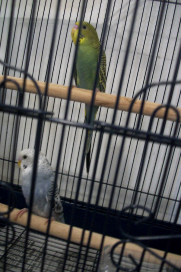 Parakeets_zpsisq1l8zt.png