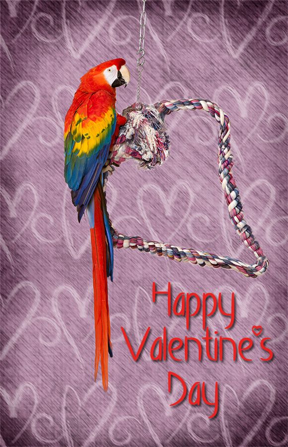 valentines_day_zps799eea09.jpg