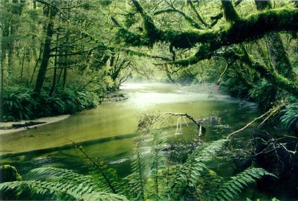 Amazon-Rainforest-4.jpg
