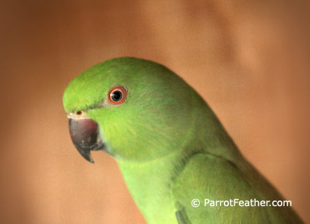 female-african-ringneck.jpg