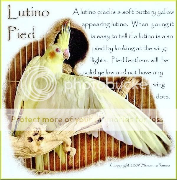 Lutino-pied-illus-1.jpg