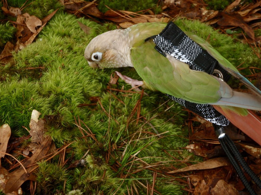 P4140114_zpsec9ixitr.jpg