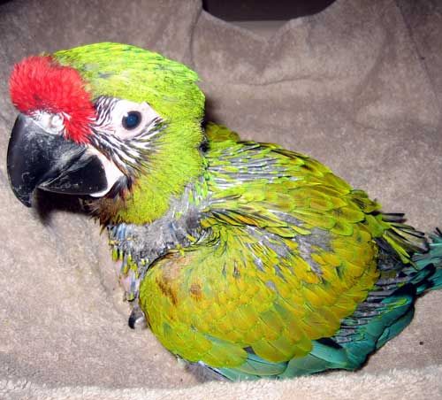 military_macaw_parrot_lg.jpg
