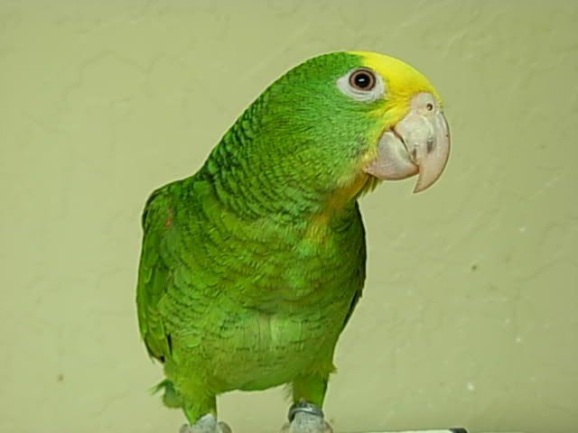 parrot4.jpg