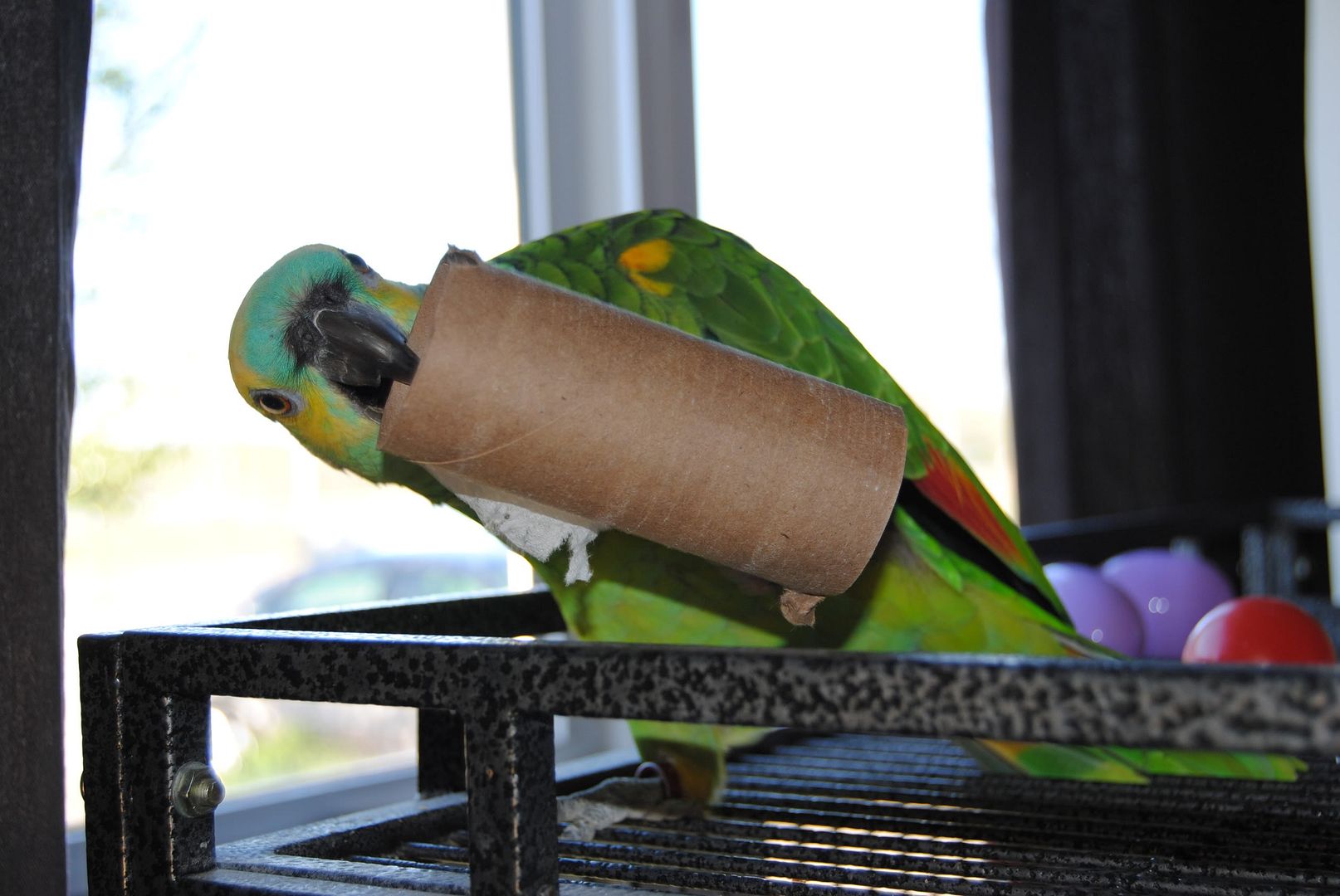 DSC_0342.jpg