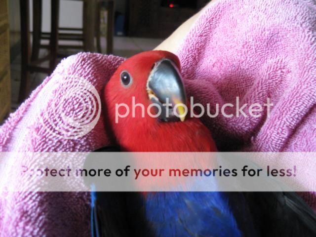 EclectusHen002-1.jpg