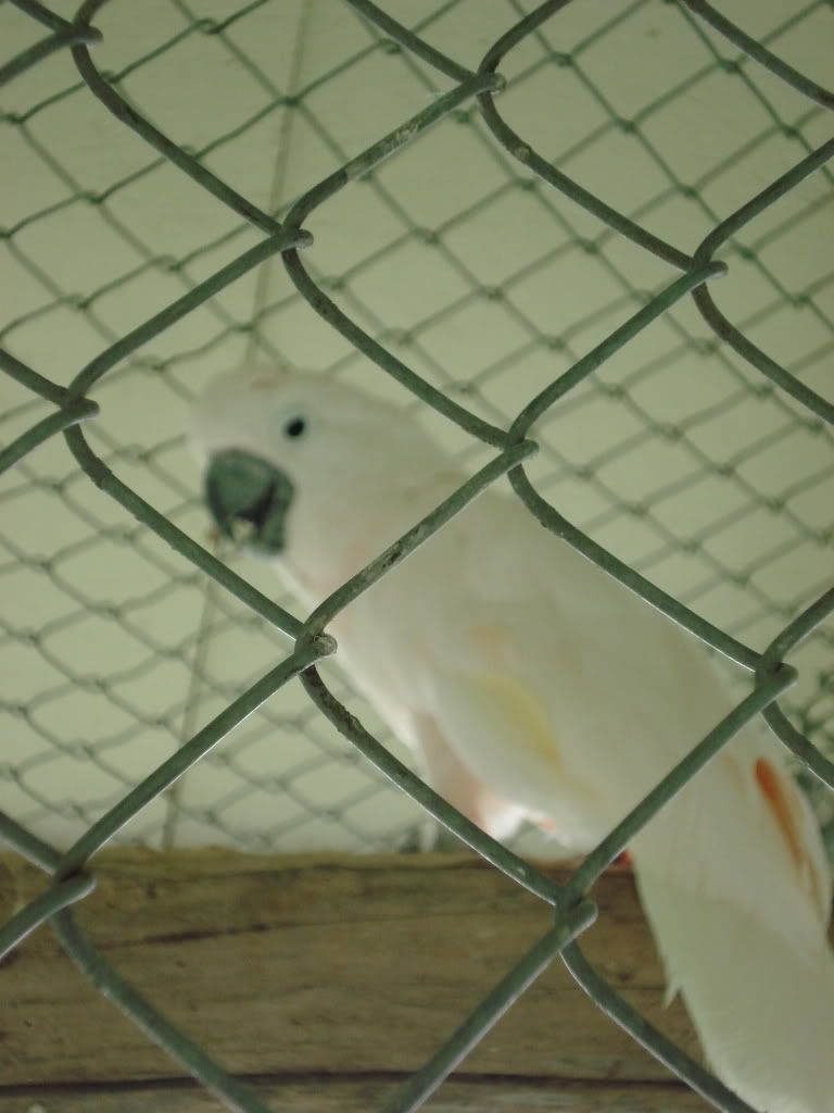 Cockatoo.jpg