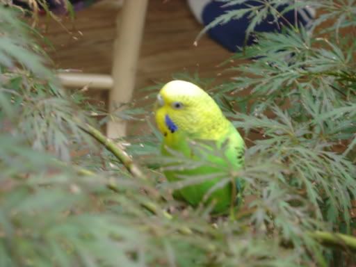 MylittlesweetyTweety.jpg