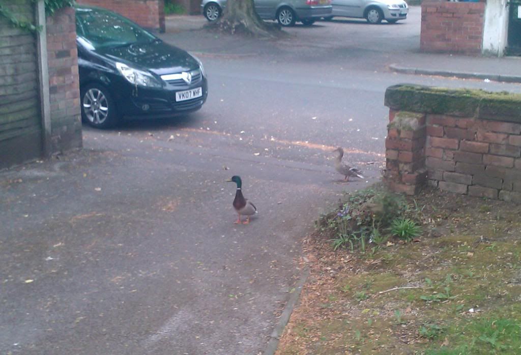 Ducks.jpg