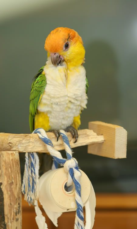 caique005.jpg