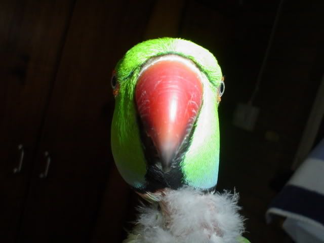 DSC01828.jpg