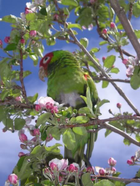 Fids068.jpg