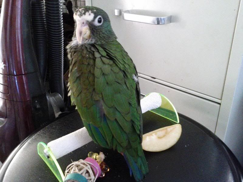 preening.jpg