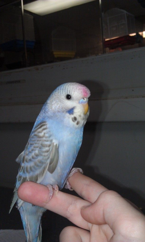 babybudgie3.jpg