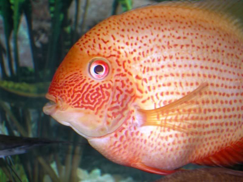 RedSeverum4.jpg