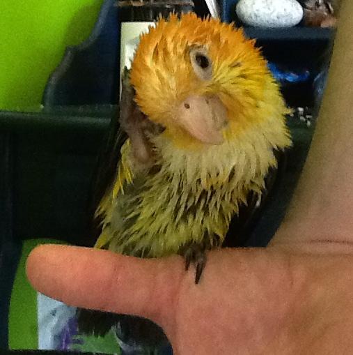pippi_after_bath2-cropped.jpg