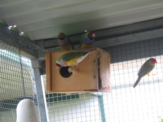 budgies072.jpg