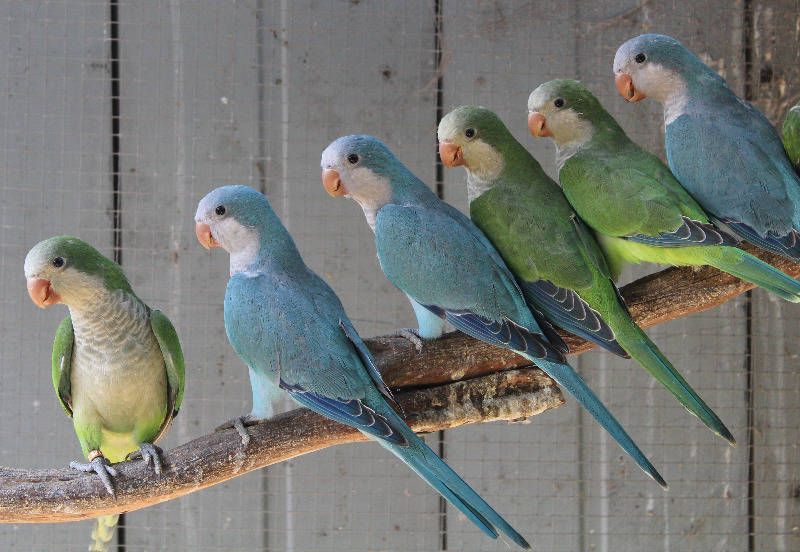 blue+quaker+parrots+stick.png