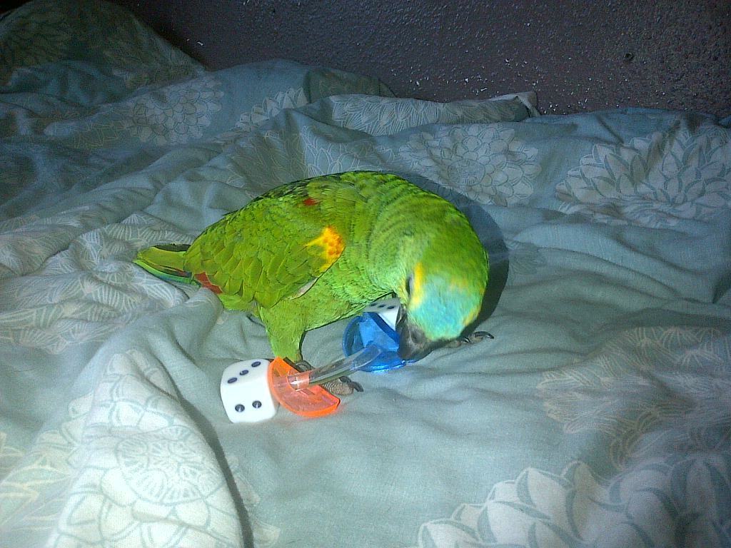 Playingwithtoy.jpg