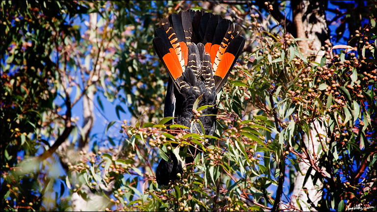 Redtailed.black.03.jpg