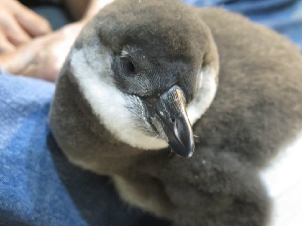 penguind_zpsf0tpwrea.jpg