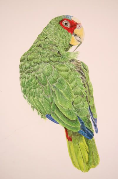 middlebird3web.jpg