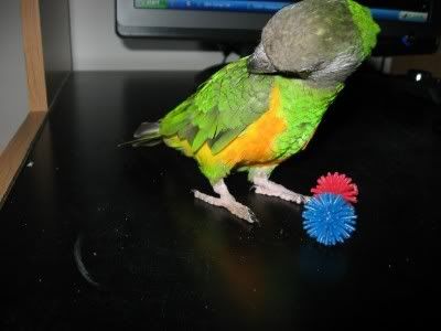 Popsicle4.jpg