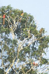 Macaws.jpg