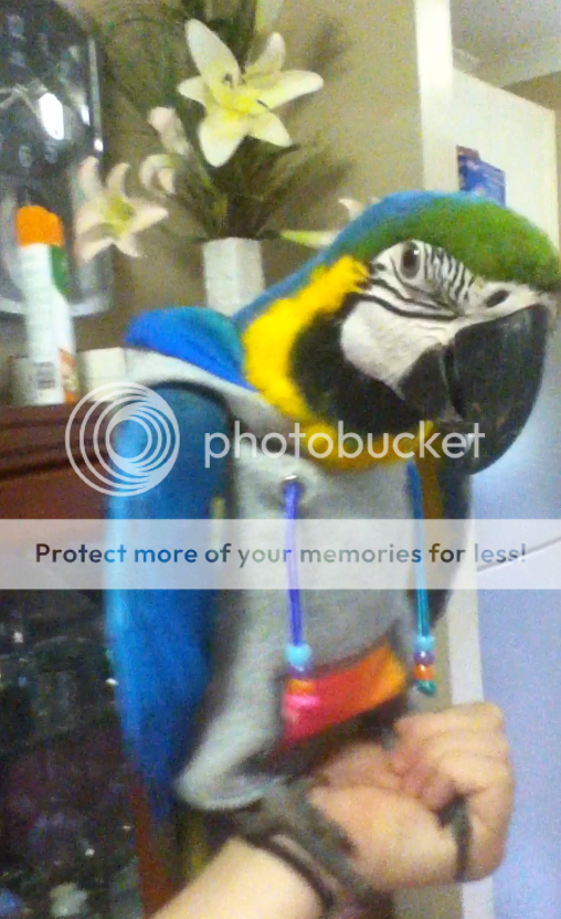 Screenshot2013-04-11at44629PM_zpsc01bfa51.png