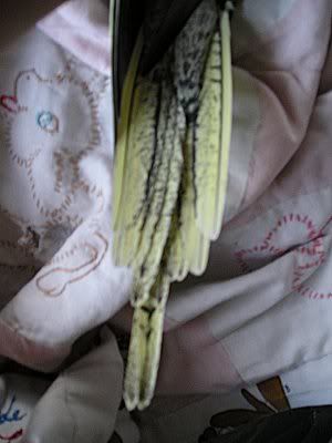 FemaleUndersideTail.jpg