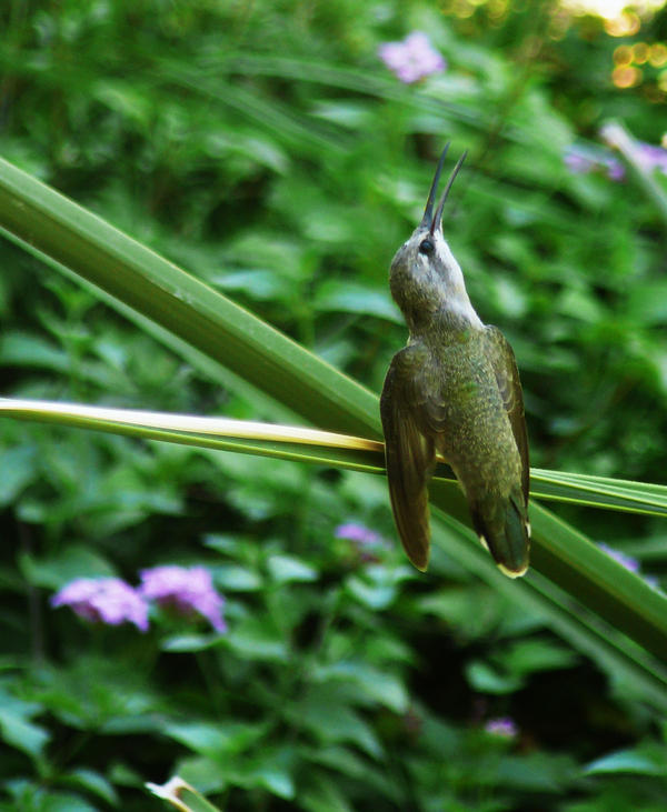 Female_black_chinned_hummingbi_by_copperarabian.jpg