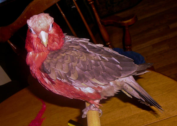 layered_feathers_by_copperarabian-d1wstwi.jpg